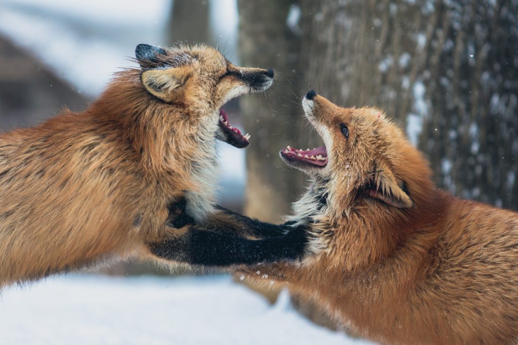 renards en colère qui se disputent