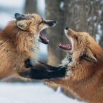 renards en colère qui se disputent